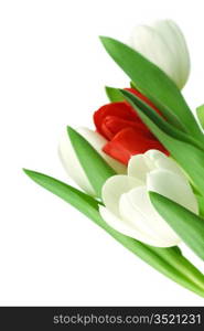 colorful tulips close up holiday background