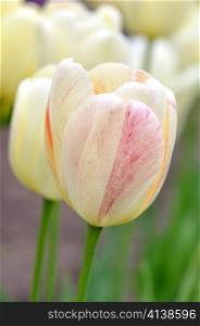 colorful tulips , close up in the spring day