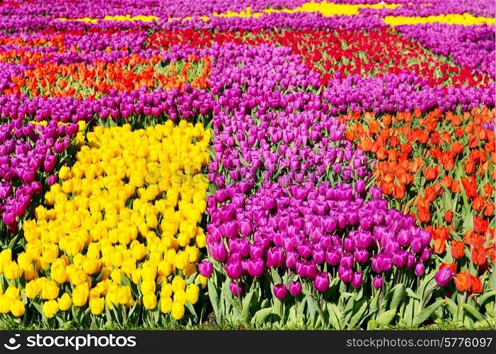 colorful tulips field in the park