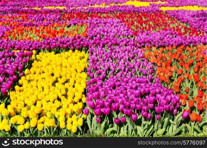 colorful tulips field in the park