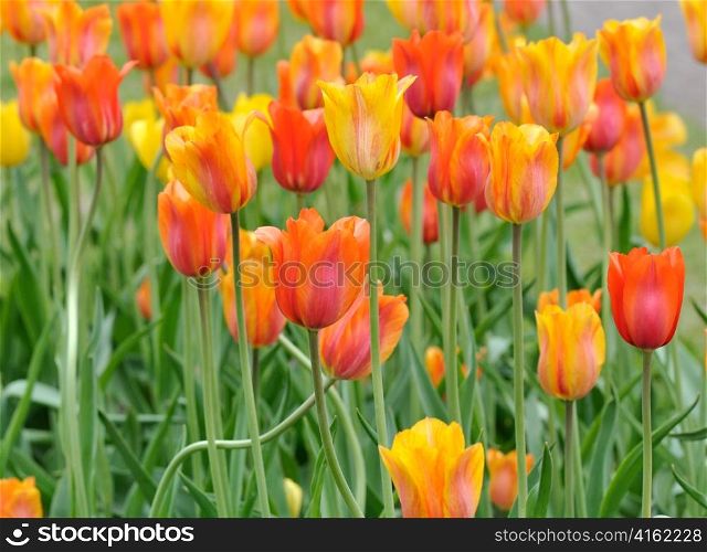 colorful tulips field in the spring day