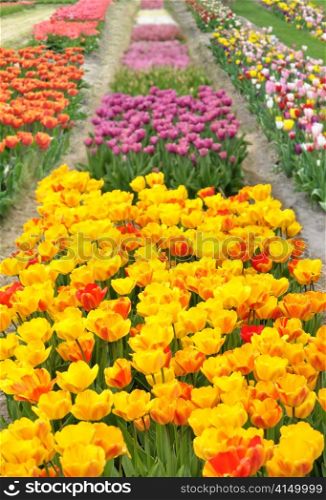 colorful tulips field in the spring time