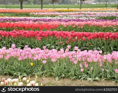 colorful tulips field in the spring time