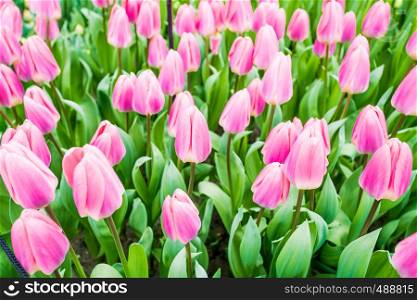 colorful tulips flowering on background