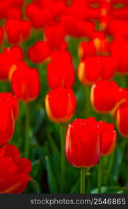 colorful tulips flowers field in springtime with low sun