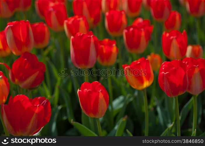 colorful tulips flowers field in springtime with low sun