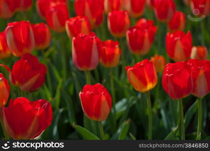 colorful tulips flowers field in springtime with low sun