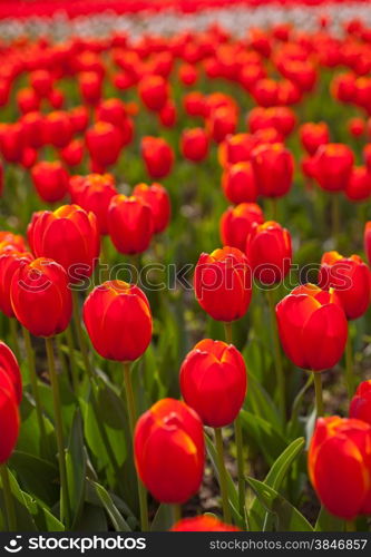 colorful tulips flowers field in springtime with low sun