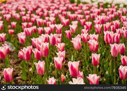 colorful tulips flowers field in springtime with low sun