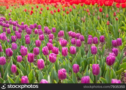 colorful tulips flowers field in springtime with low sun