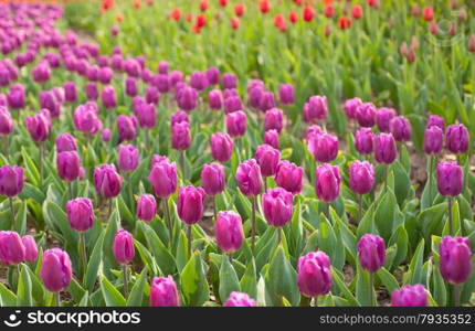 colorful tulips flowers field in springtime with low sun