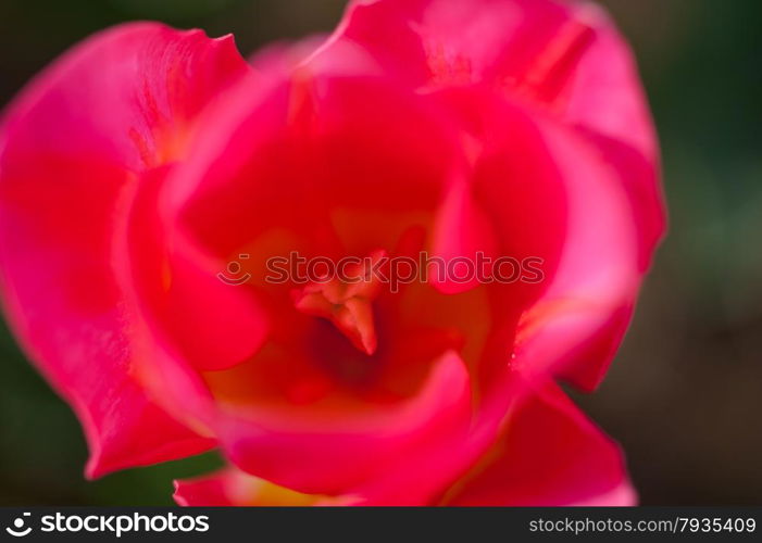 colorful tulips flowers field in springtime with low sun