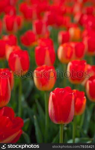 colorful tulips flowers field in springtime with low sun