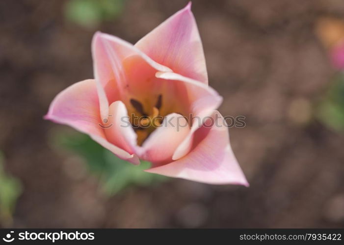 colorful tulips flowers field in springtime with low sun