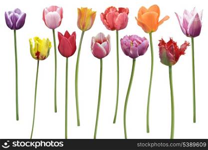 Colorful Tulips Flowers In A Row Isolated On White Background