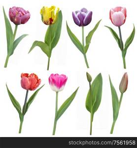 colorful tulips flowers in a row isolated on white background