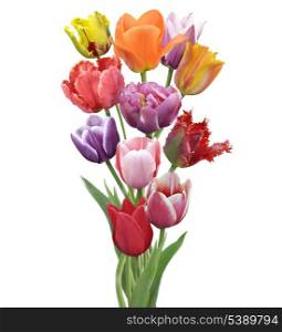 Colorful Tulips Flowers Isolated On White Background