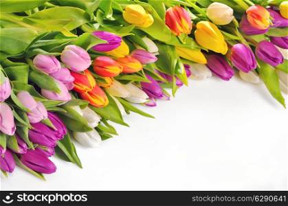 Colorful Tulips Flowers Isolated On White Background