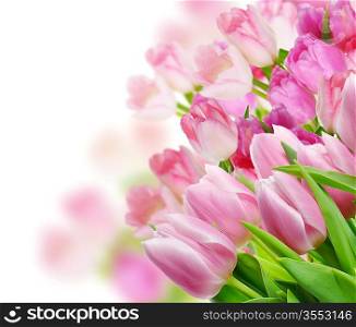 Colorful Tulips Flowers On White Background