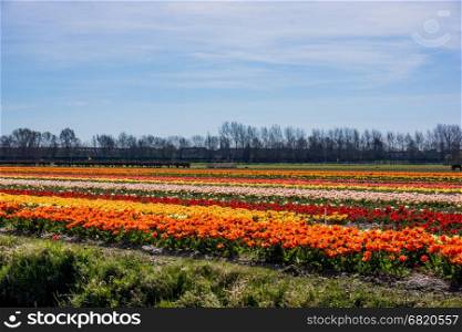 colorful tulips flowers. Tulip field.