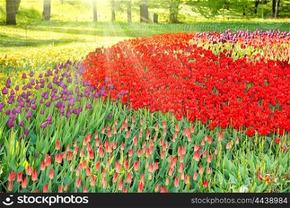 Colorful tulips garden and flowerbed in the green park with sun rays