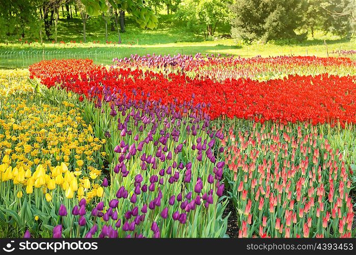 Colorful tulips garden in the green park
