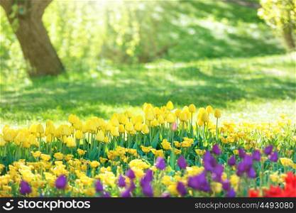Colorful tulips garden in the green park with sun rays