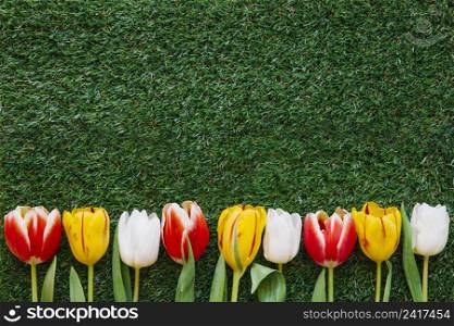 colorful tulips green grass