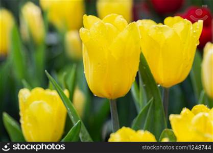 Colorful tulips grow and bloom in close proximity to one another in flower garden.