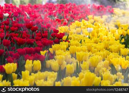 Colorful tulips grow and bloom in close proximity to one another in flower garden.