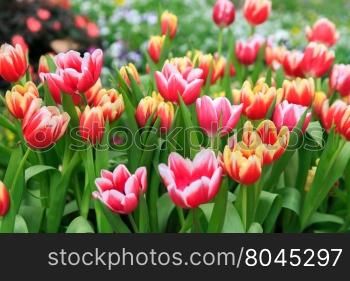 Colorful tulips in a field