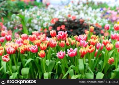 Colorful tulips in a field