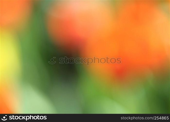 colorful tulips in blur background