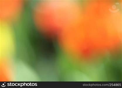 colorful tulips in blur background