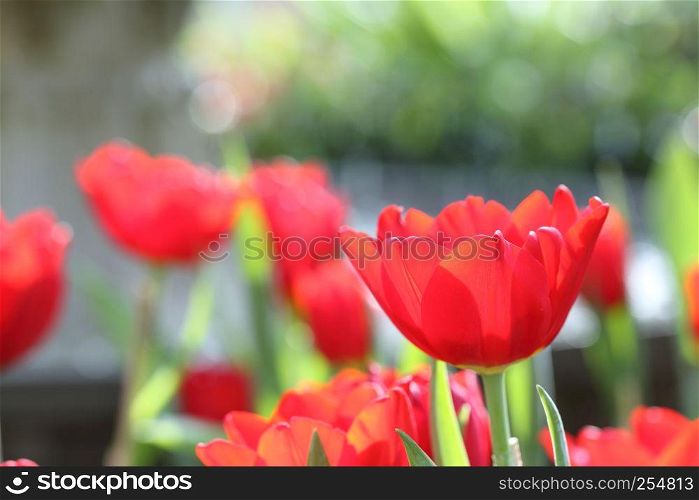 colorful tulips in close up