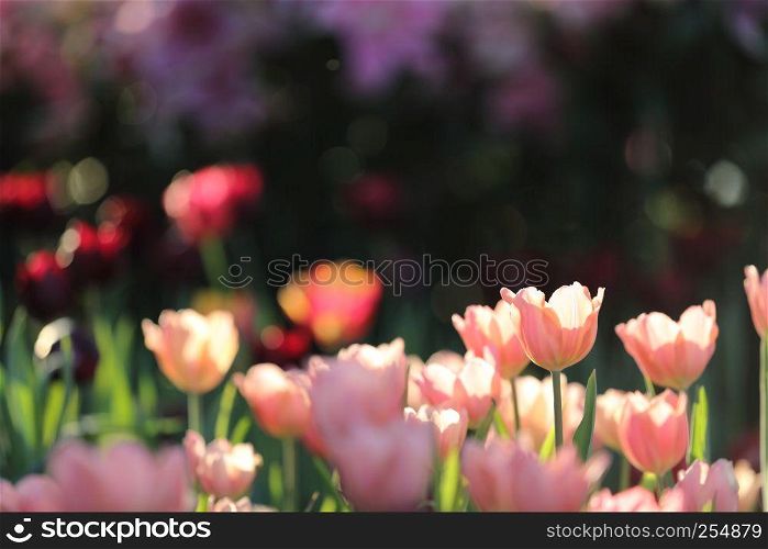 colorful tulips in close up