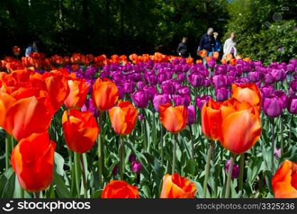 Colorful Tulips in Keukenhof Garden