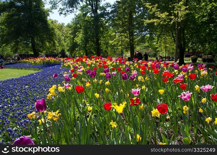 Colorful Tulips in Keukenhof Garden