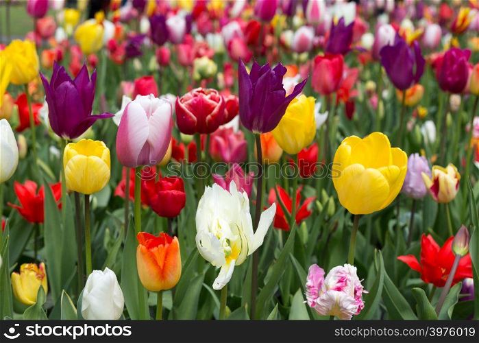 Colorful Tulips in Keukenhof garden, Netherlands