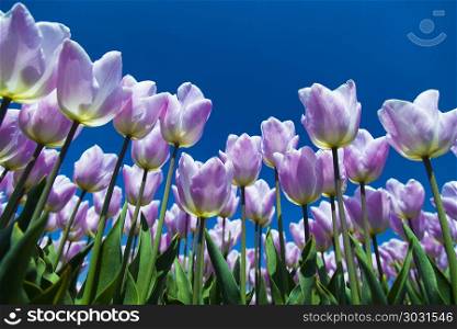 Colorful tulips in spring of flowers. Tulips in a field in spring