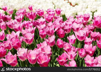 colorful tulips in the park