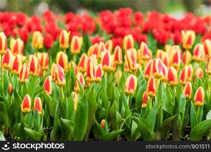 Colorful tulips in the spring in the garden
