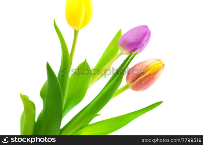 colorful tulips isolated on white