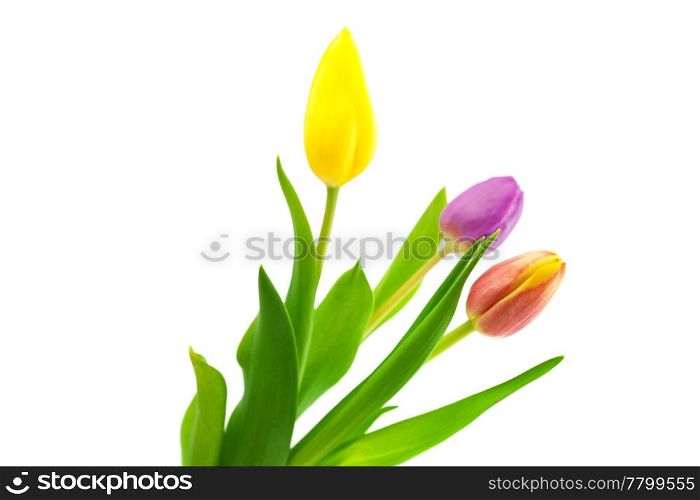 colorful tulips isolated on white