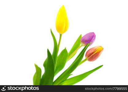 colorful tulips isolated on white