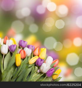 Colorful tulips over blur bokeh background for design. Colorful tulips over blur bokeh