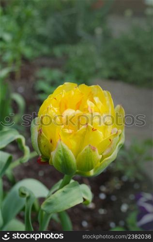 Colorful tulips Peony Gold in the flower garden. Yellow flowers tulip Peony Gold