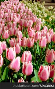 colorful tulips. tulips in spring