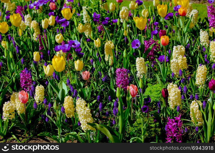 colorful tulips. tulips in spring