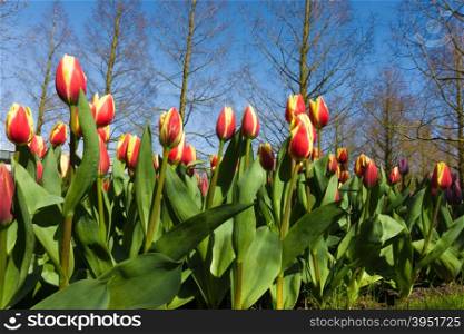 colorful tulips. tulips in spring,colourful tulip